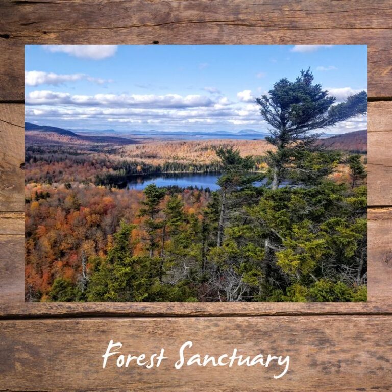 “Forest Sanctuary” fall foliage blog graphic